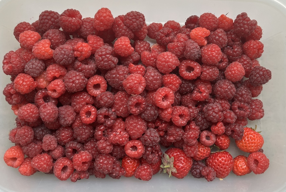 Himbeeren aus dem Schulgarten auf einem Teller